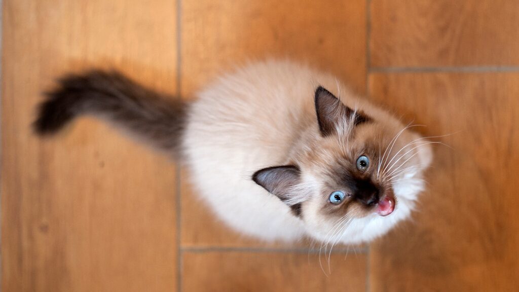Why Does My Cat Meow at Night?