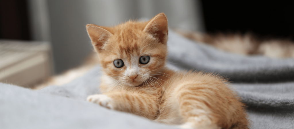 Complete Beginner’s Guide to Raising a Kitten