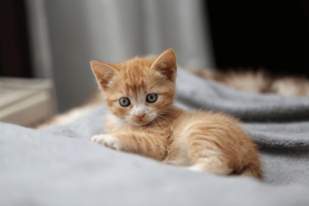Complete Beginner’s Guide to Raising a Kitten