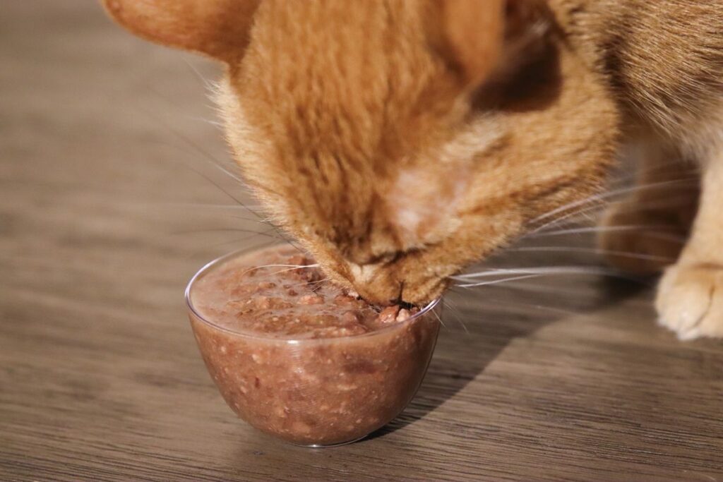 Best Wet Cat Foods Recommended by Vets