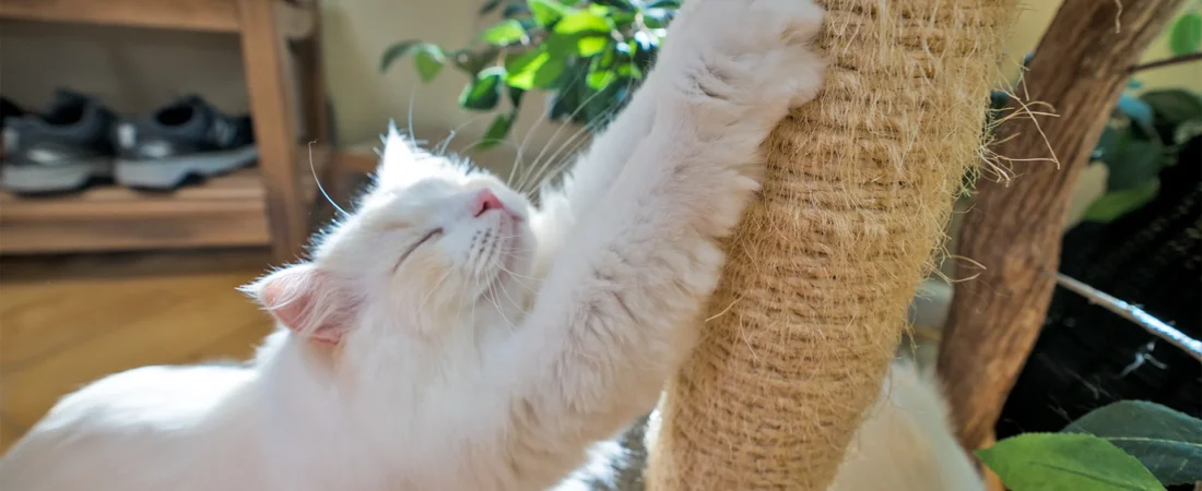 How to Stop a Cat from Scratching Furniture