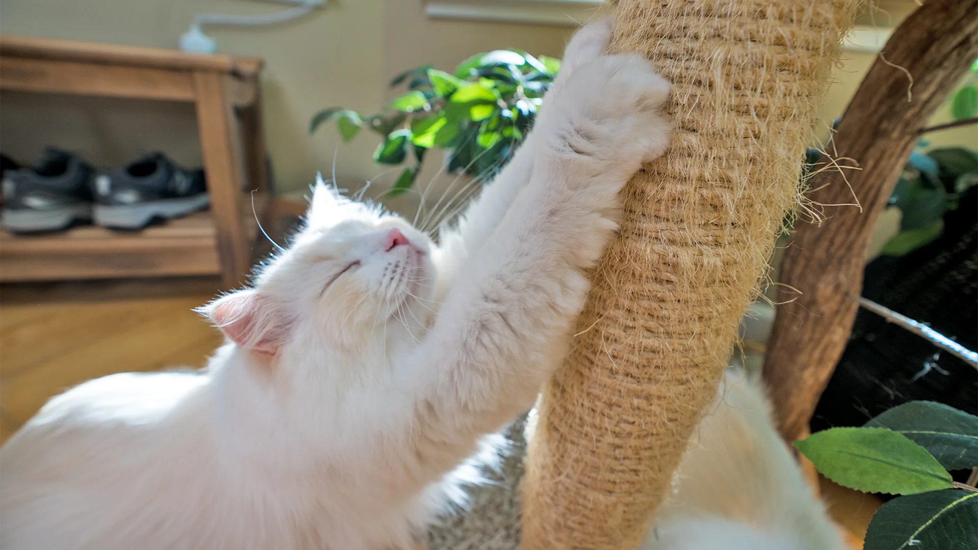 How to Stop a Cat from Scratching Furniture