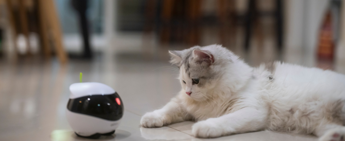 Best Cat Toys for Intelligent Indoor Cats