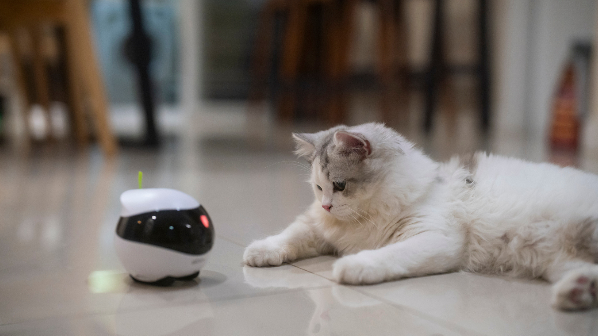 Best Cat Toys for Intelligent Indoor Cats