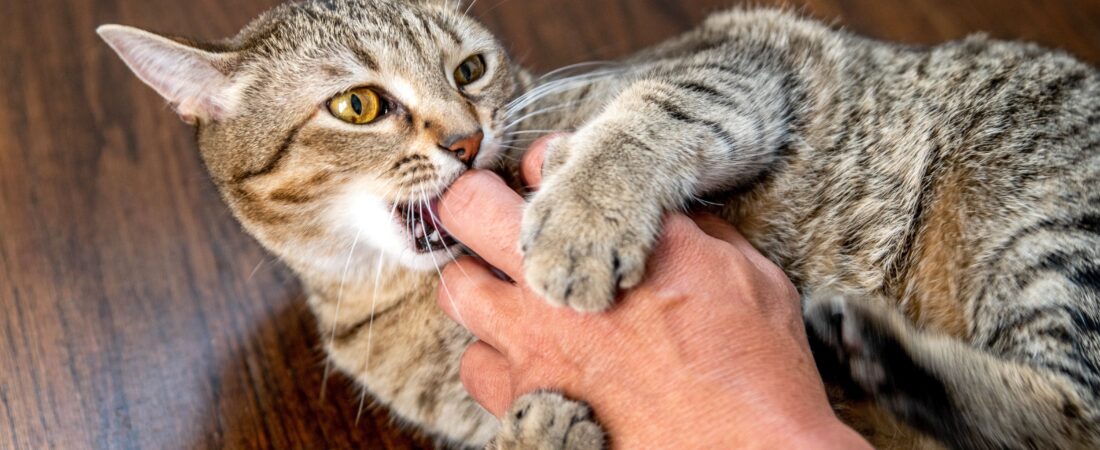 Cat Aggression Psychology: Causes, Triggers, and Behavioral Control