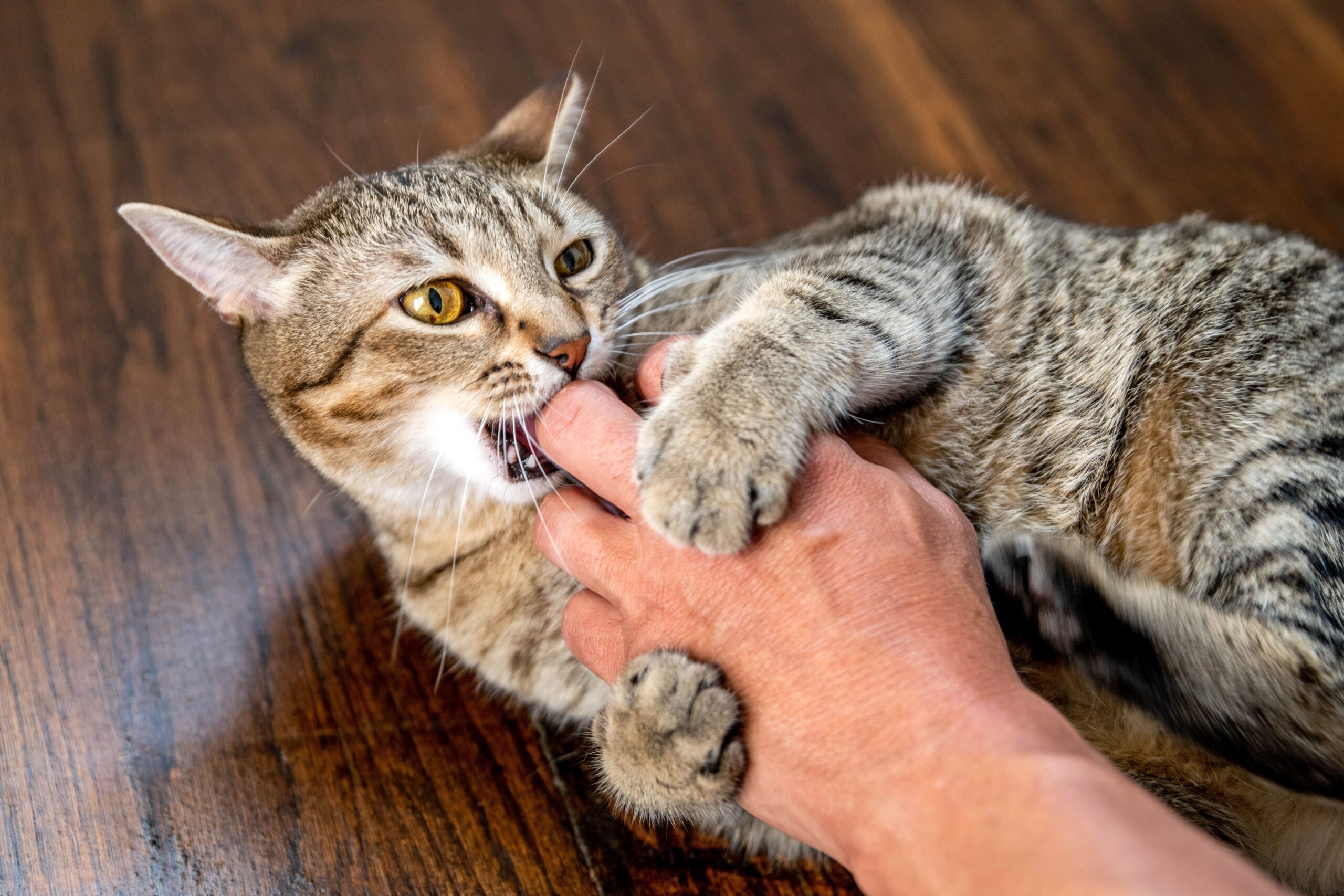 Cat Aggression Psychology: Causes, Triggers, and Behavioral Control