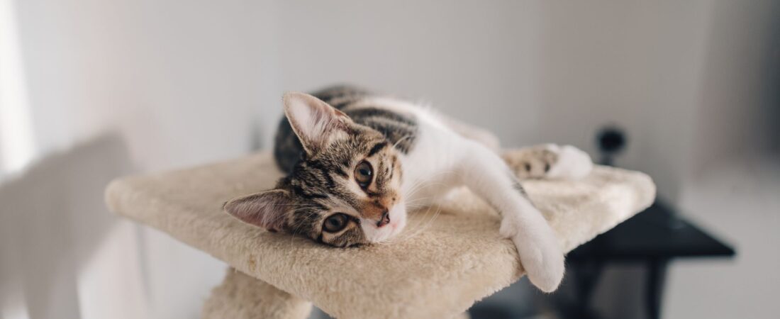 Best Cat Breeds for Apartment Living