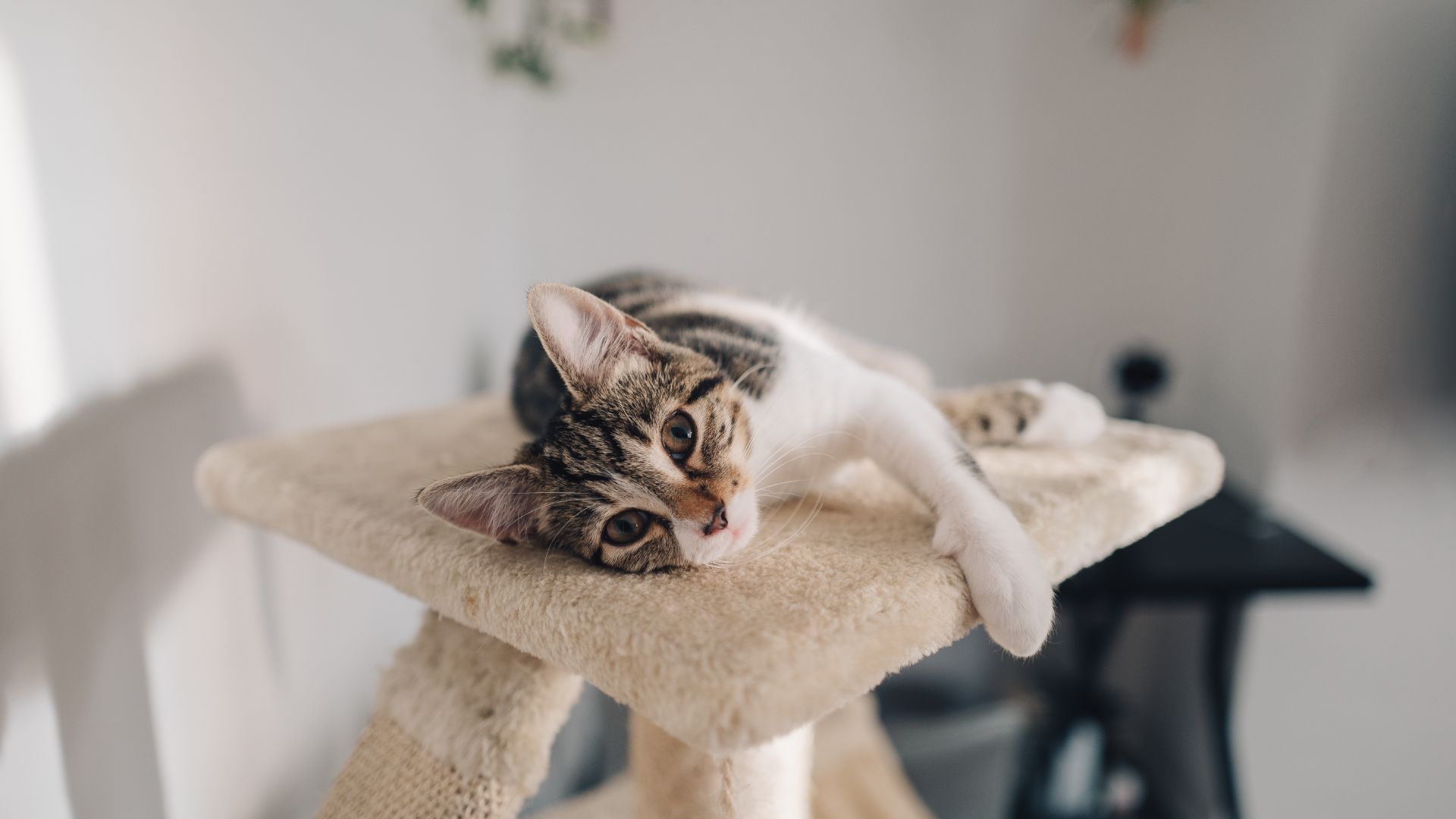 Best Cat Breeds for Apartment Living