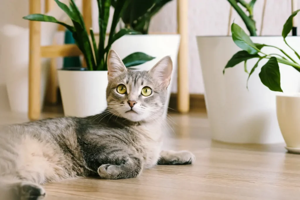 Why Indoor Cats Live Longer Than Outdoor Cats