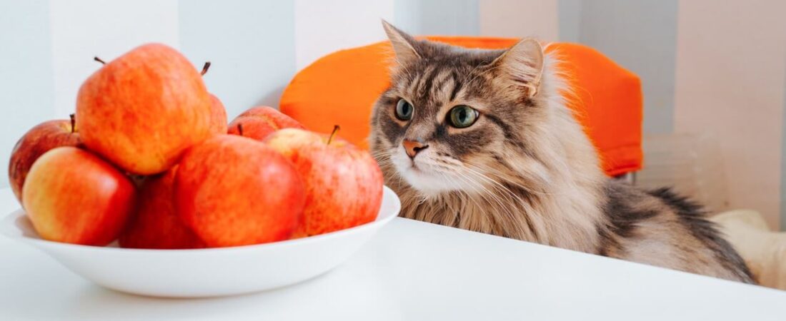 10 Human Foods Cats Can Safely Eat