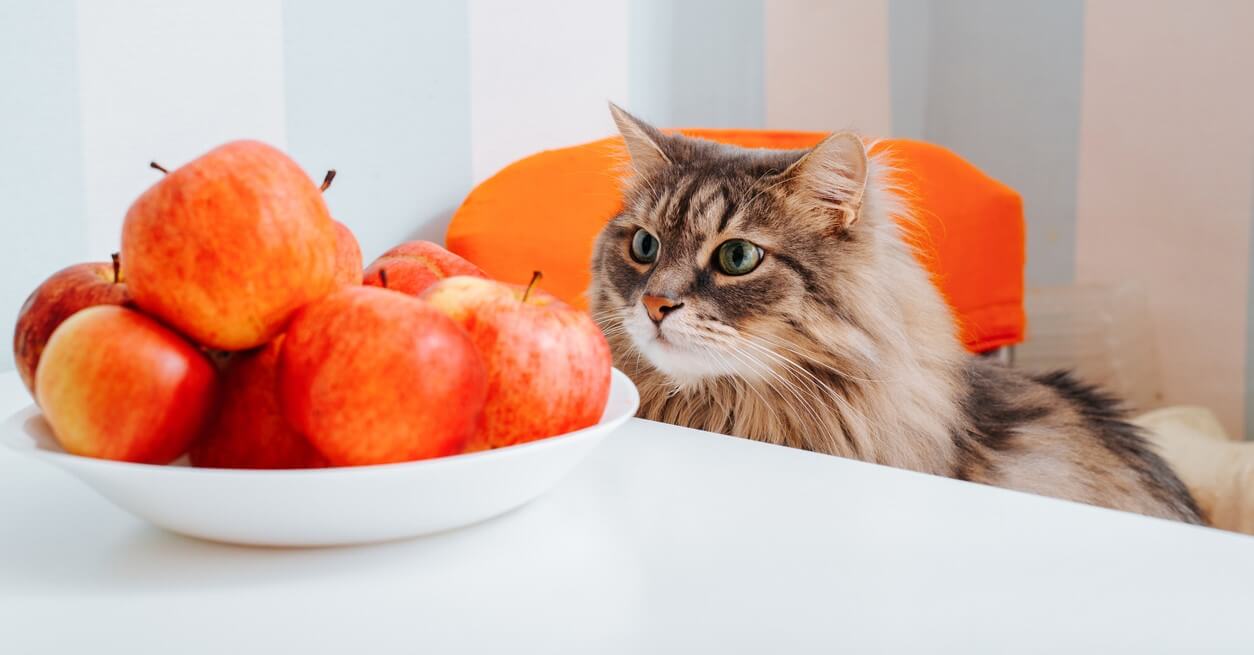 10 Human Foods Cats Can Safely Eat