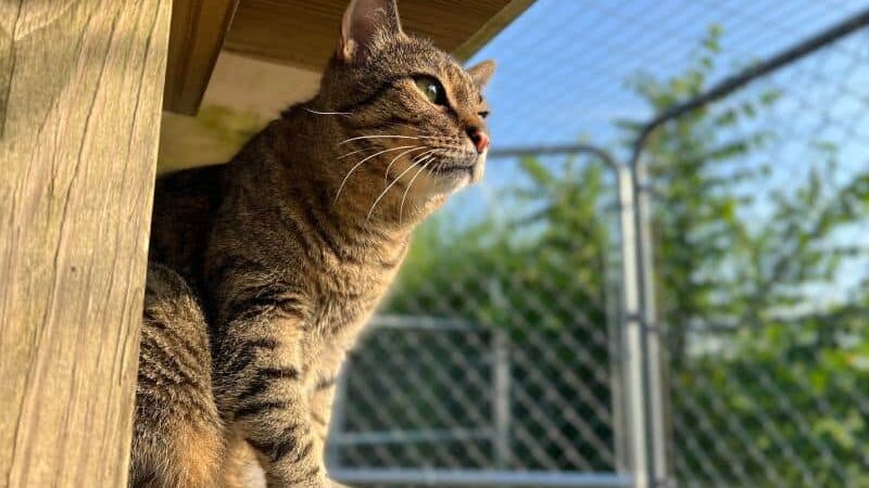Why Indoor Cats Live Longer Than Outdoor Cats