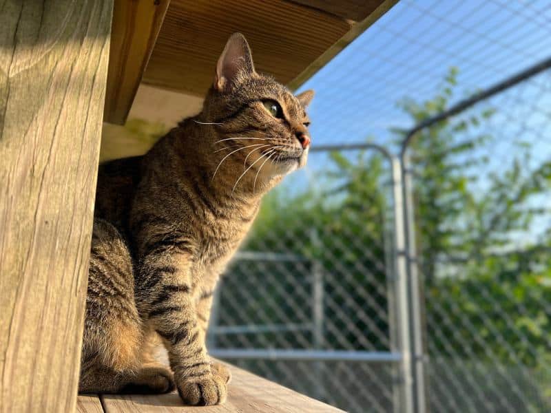 Why Indoor Cats Live Longer Than Outdoor Cats