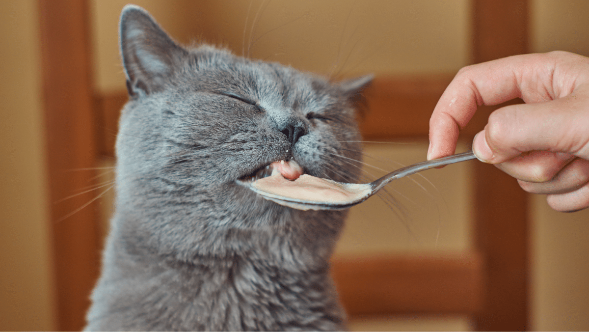 10 Human Foods Cats Can Safely Eat