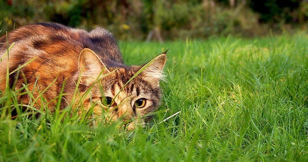 Why Do Cats Bring Dead Animals Home?