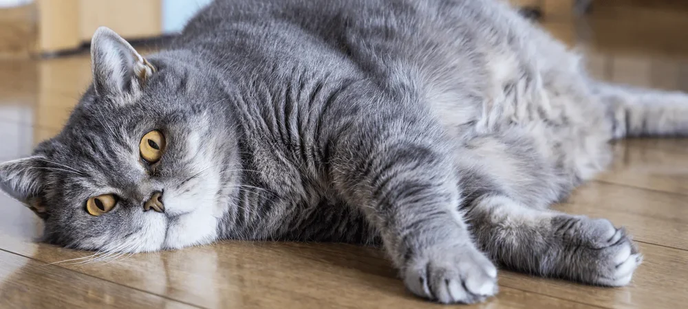 Indoor Cat Obesity: Science and Weight Loss Plan