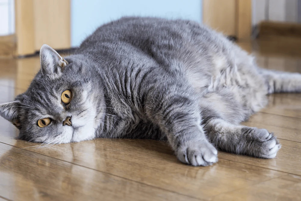 Indoor Cat Obesity: Science and Weight Loss Plan
