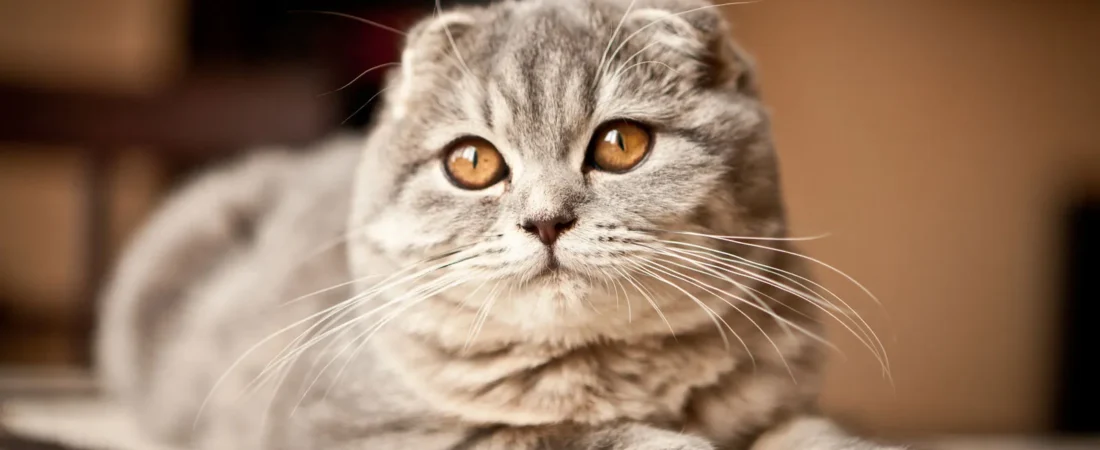 Cognitive Abilities and Breed Differences