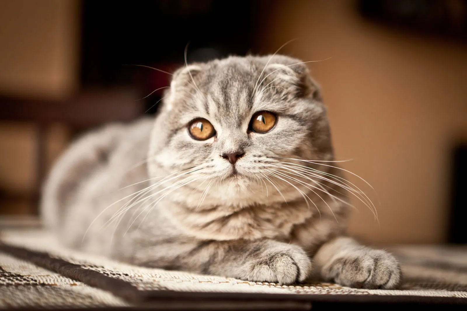 Cognitive Abilities and Breed Differences