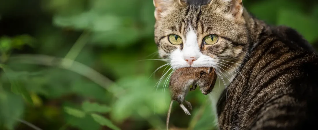 Why Do Cats Bring Dead Animals Home?
