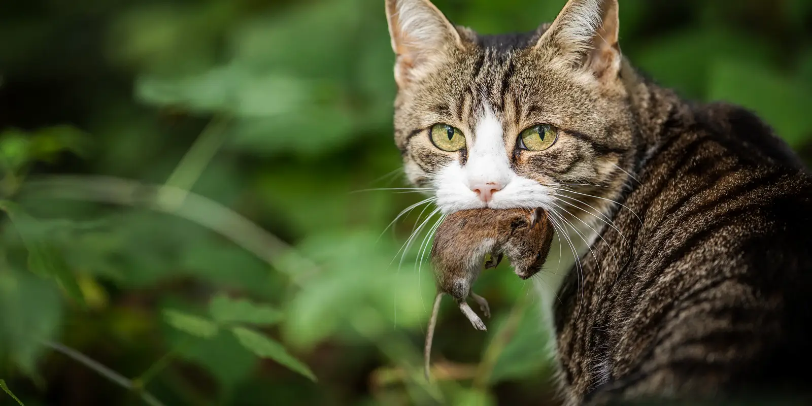 Why Do Cats Bring Dead Animals Home?
