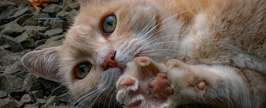 Why Humans Find Cats So Adorable