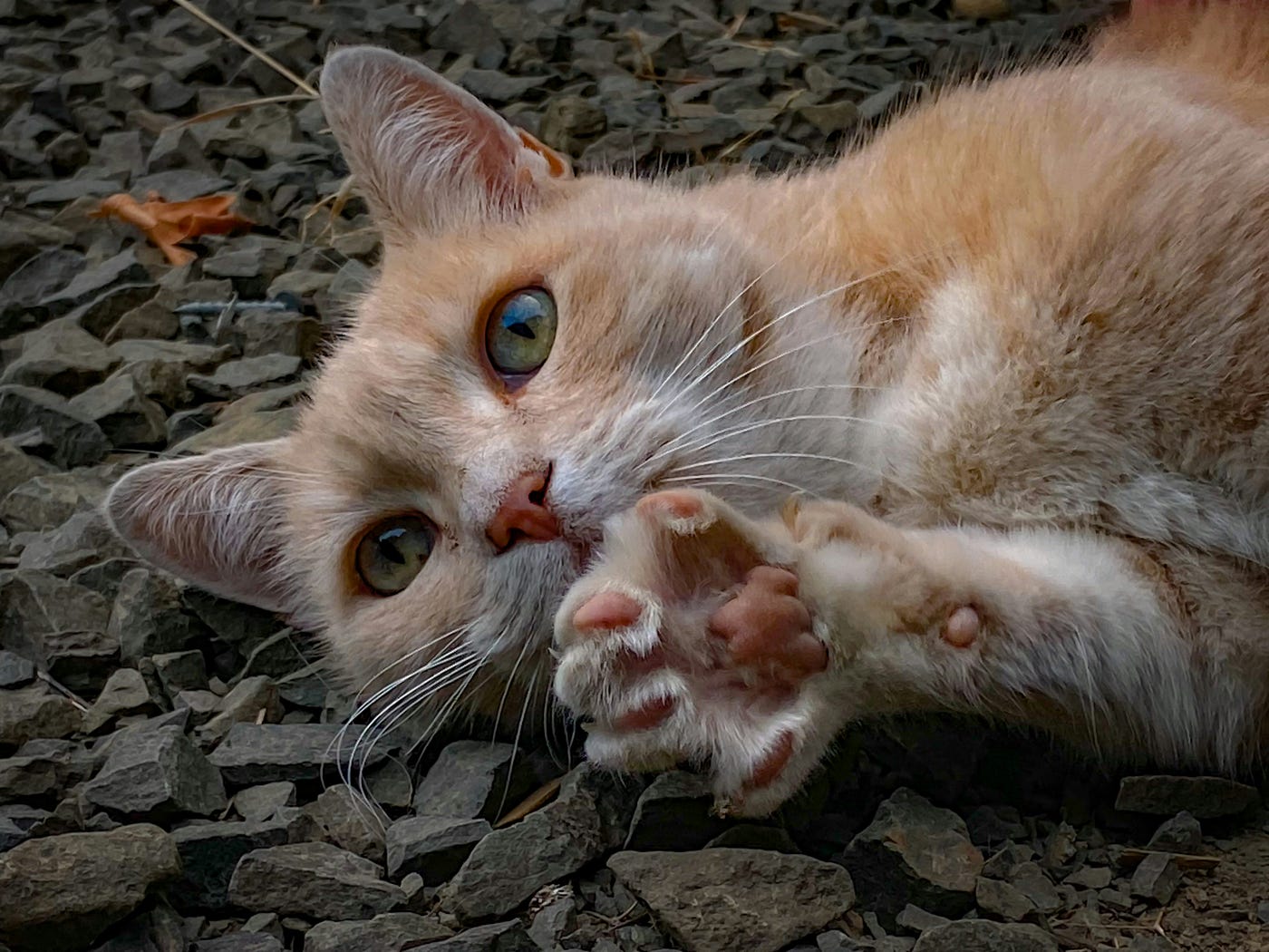 Why Humans Find Cats So Adorable
