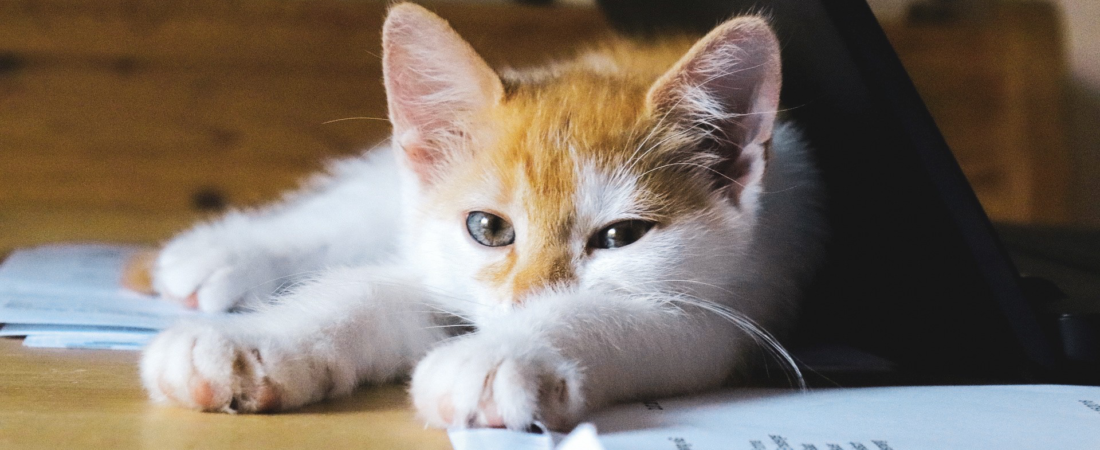 Cat Psychology and Learning Systems: How Feline Minds Work