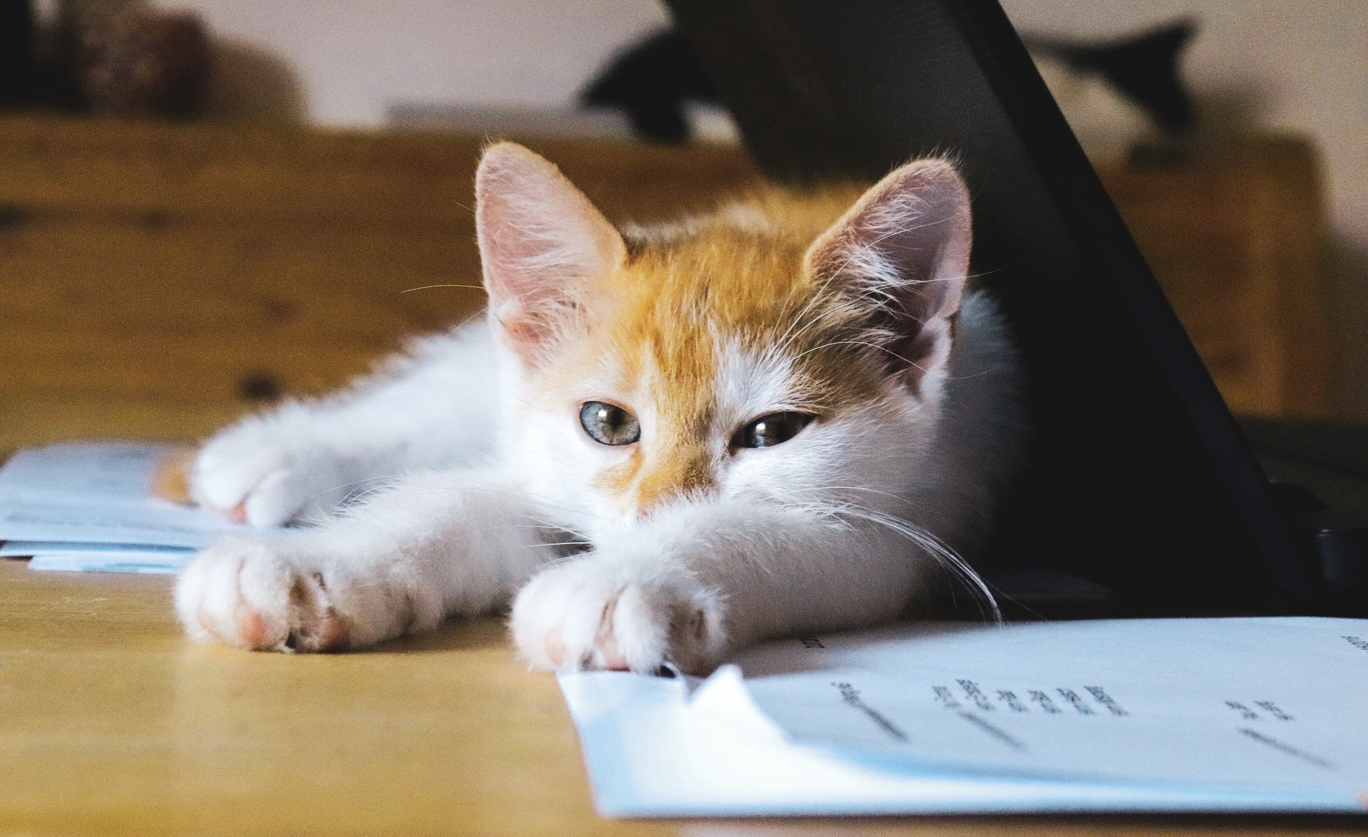 Cat Psychology and Learning Systems: How Feline Minds Work