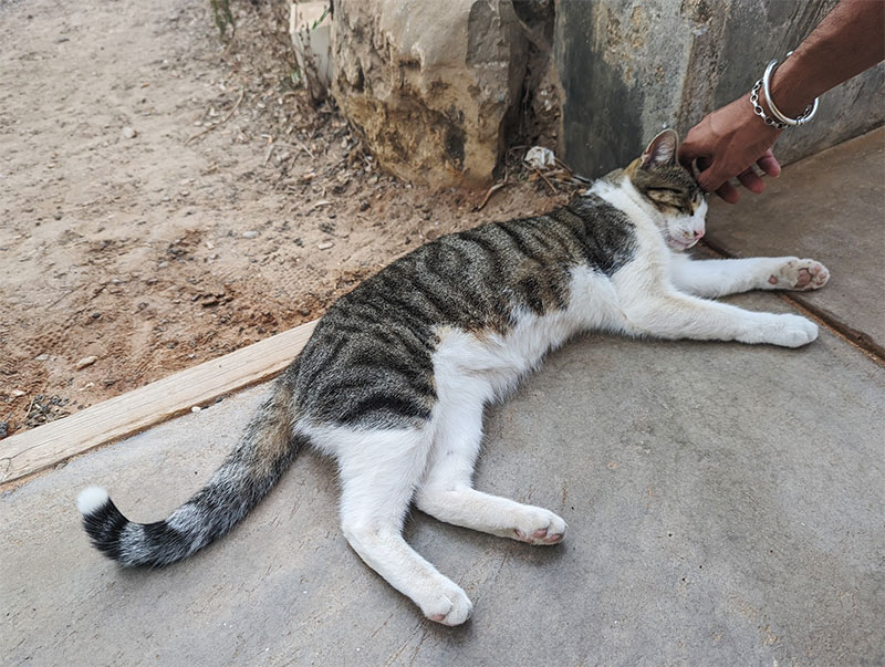 Cat Psychology and Learning Systems: How Feline Minds Work