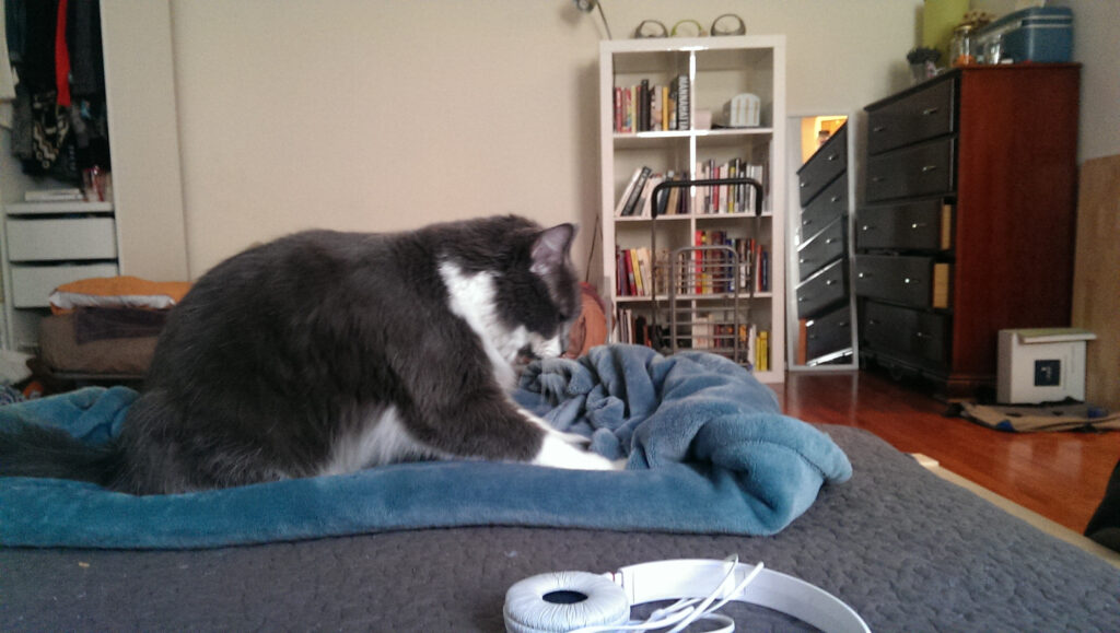 Why Do Cats Knead Blankets and Humans?