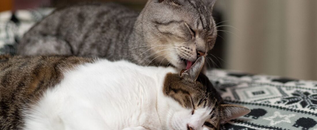 Why the Internet Is Obsessed With Cats