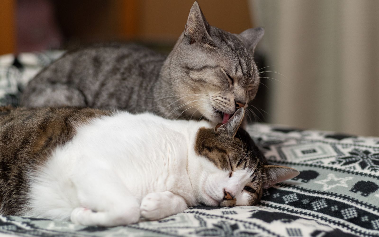 Why the Internet Is Obsessed With Cats