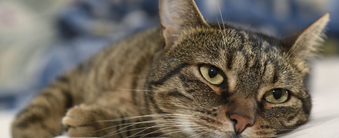 Indoor Cat Boredom Syndrome: Modern Behavioral Crisis in Domestic Cats