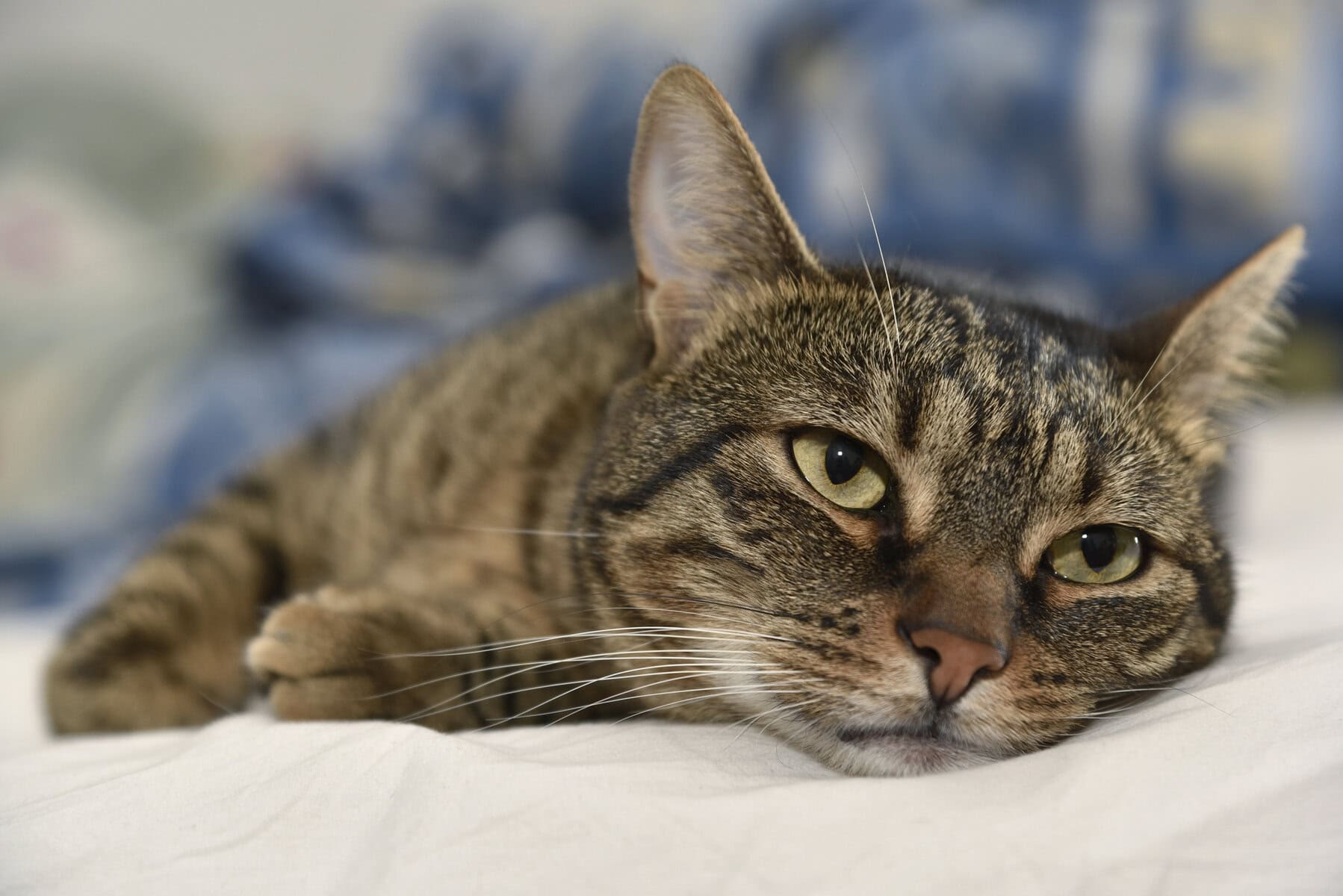 Indoor Cat Boredom Syndrome: Modern Behavioral Crisis in Domestic Cats