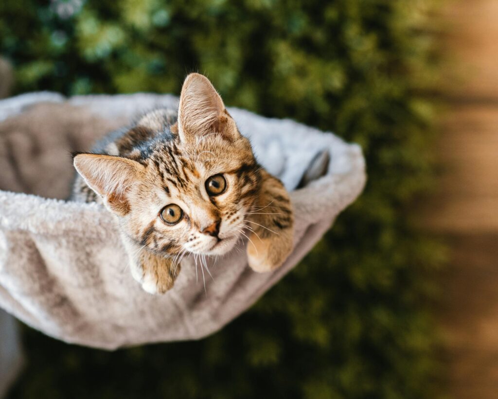 Understanding Cat Behavior: Science Behind Feline Actions