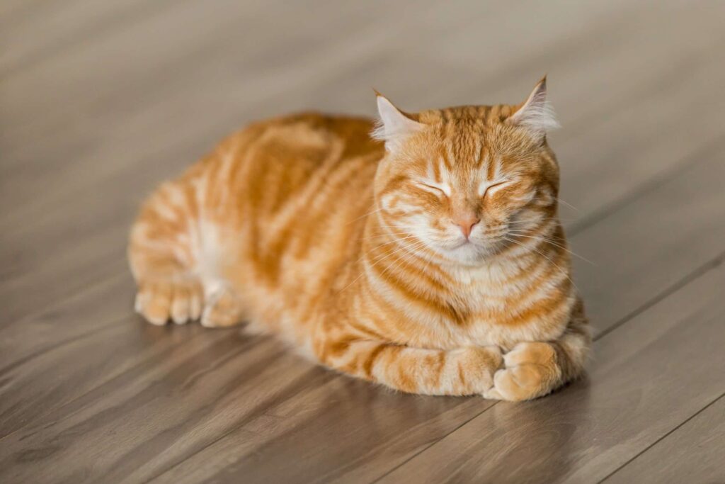 Feline Cognitive Dysfunction in Senior Cats (Cat Dementia)