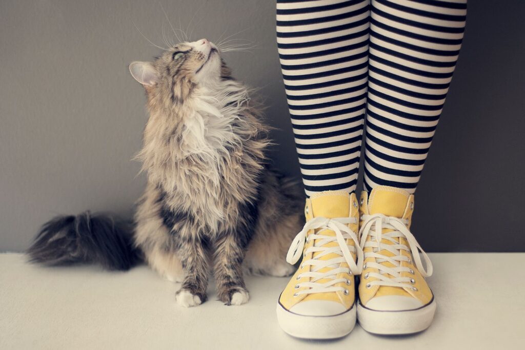 Why Does My Cat Follow Me Everywhere?