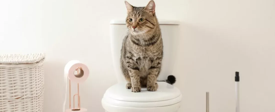 How to Train Your Cat to Use a Toilet