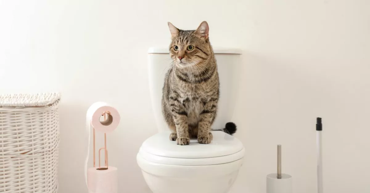How to Train Your Cat to Use a Toilet