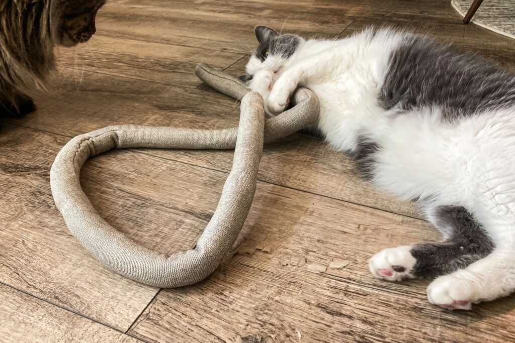 Best Cat Toys for Intelligent Indoor Cats