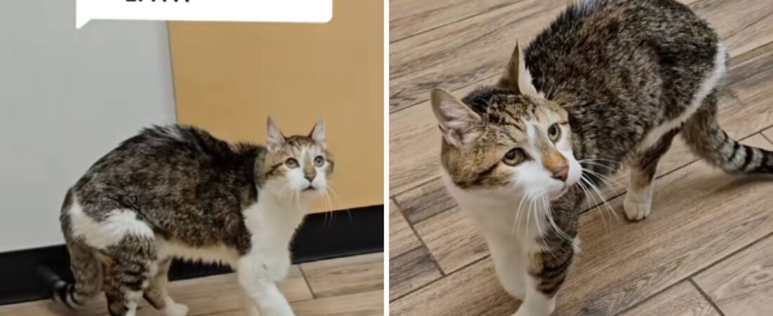 Cat Meme Evolution History: From Early Internet to TikTok Era