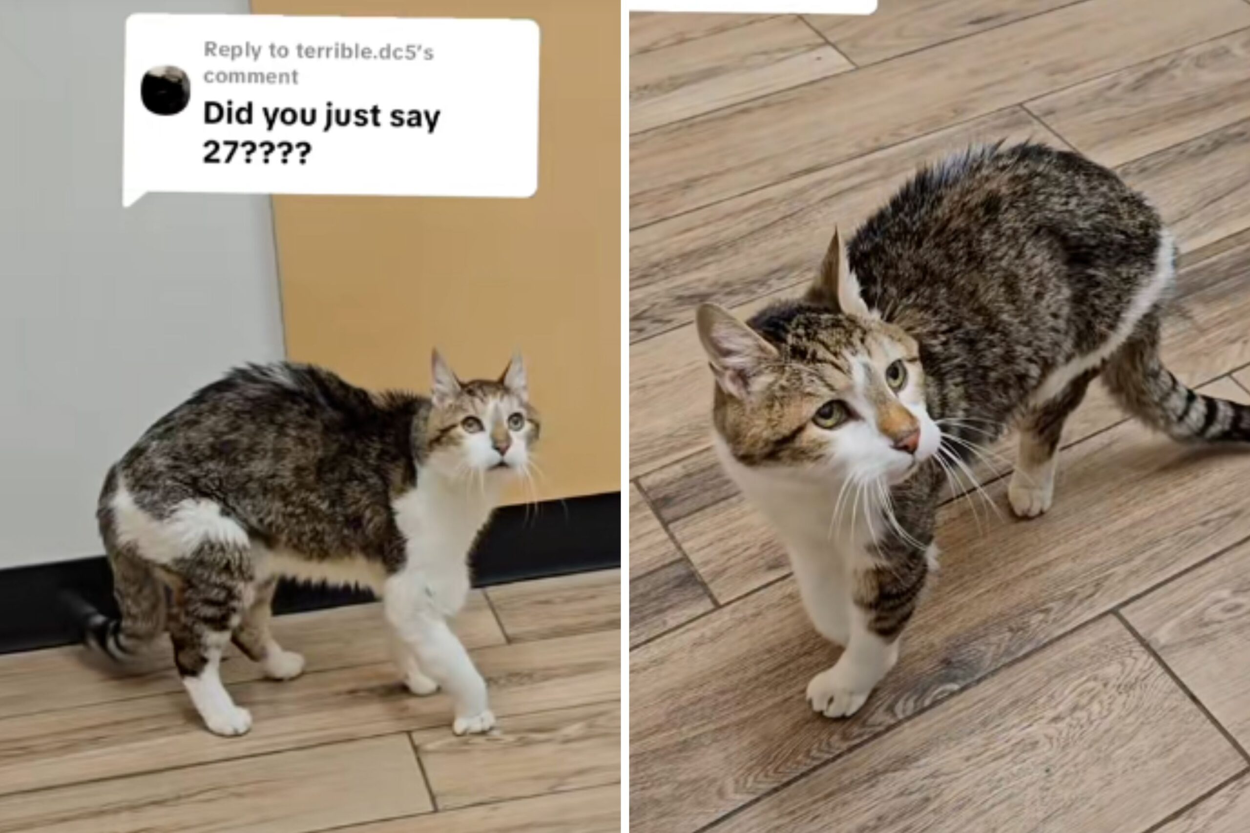 Cat Meme Evolution History: From Early Internet to TikTok Era