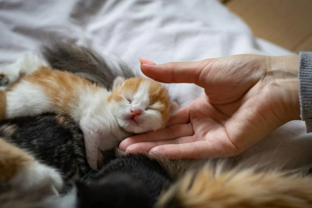 Complete Beginner’s Guide to Raising a Kitten