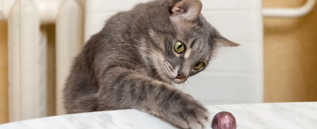 Why Cats Look Guilty After Knocking Things Over