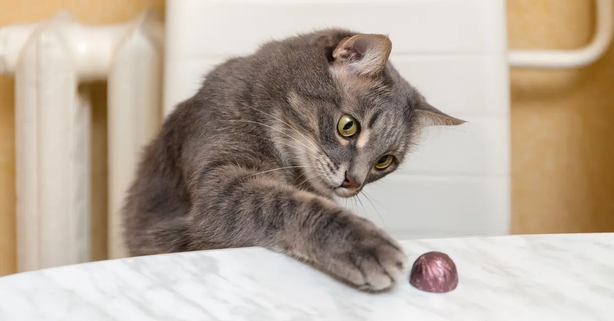 Why Cats Look Guilty After Knocking Things Over