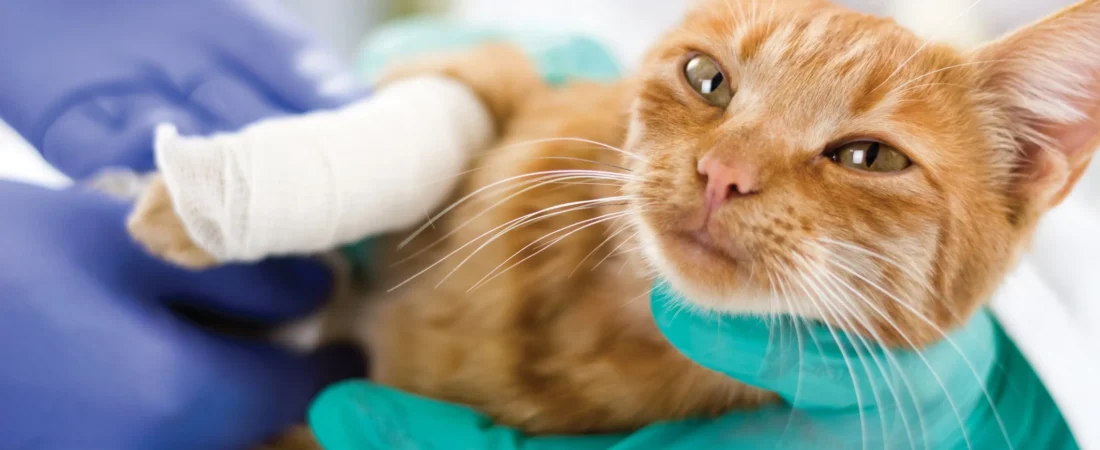 Cat Trauma and Emotional Recovery System