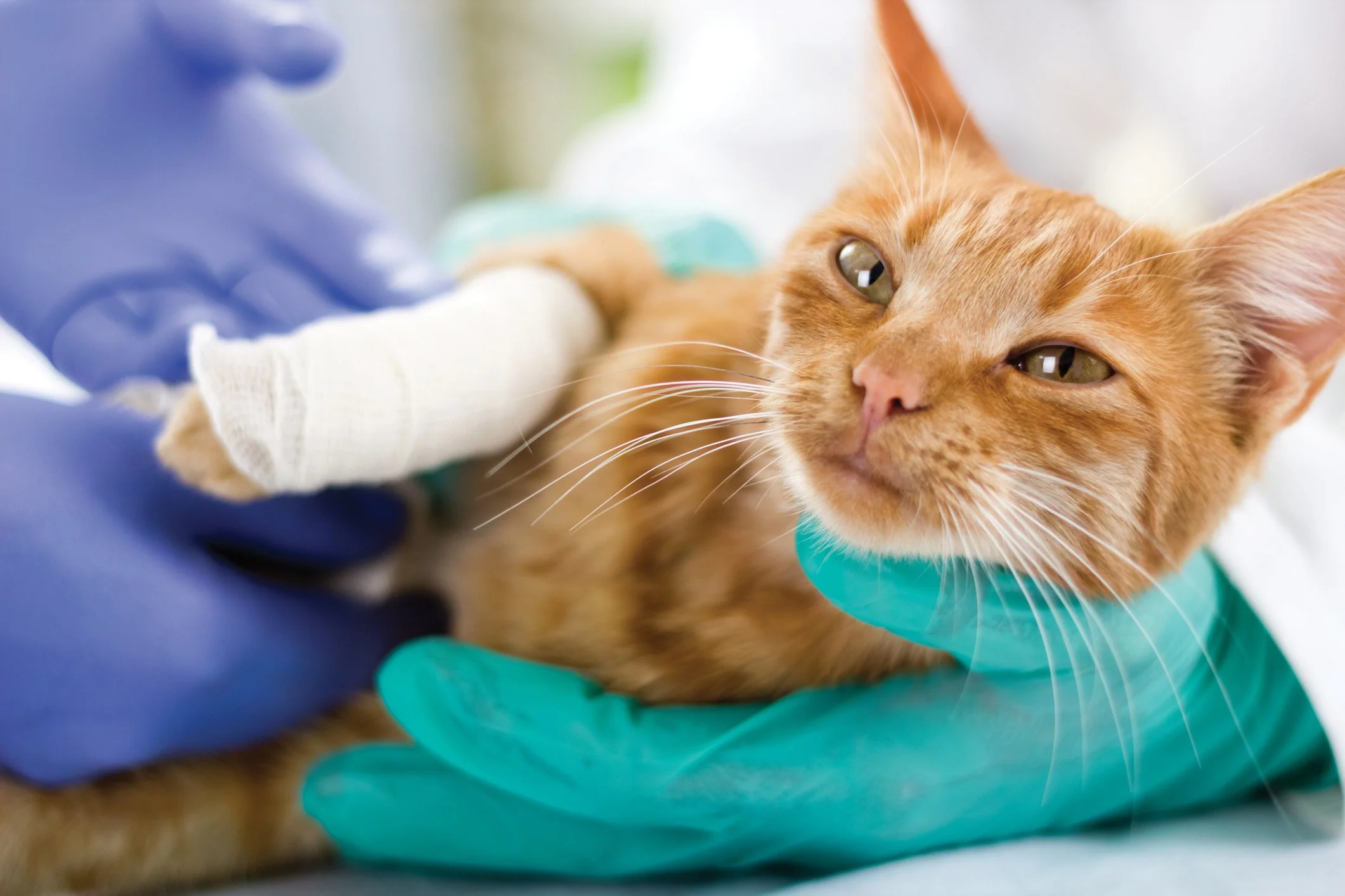 Cat Trauma and Emotional Recovery System