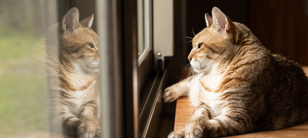 Cat Separation Anxiety: Psychology, Symptoms, and Treatment Science