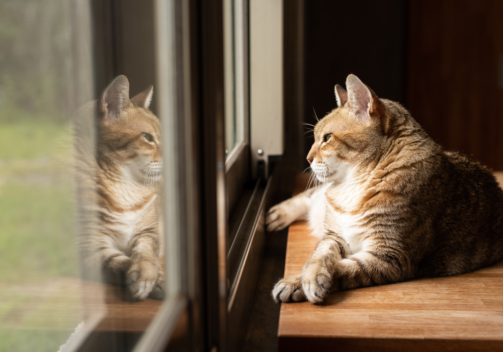 Cat Separation Anxiety: Psychology, Symptoms, and Treatment Science